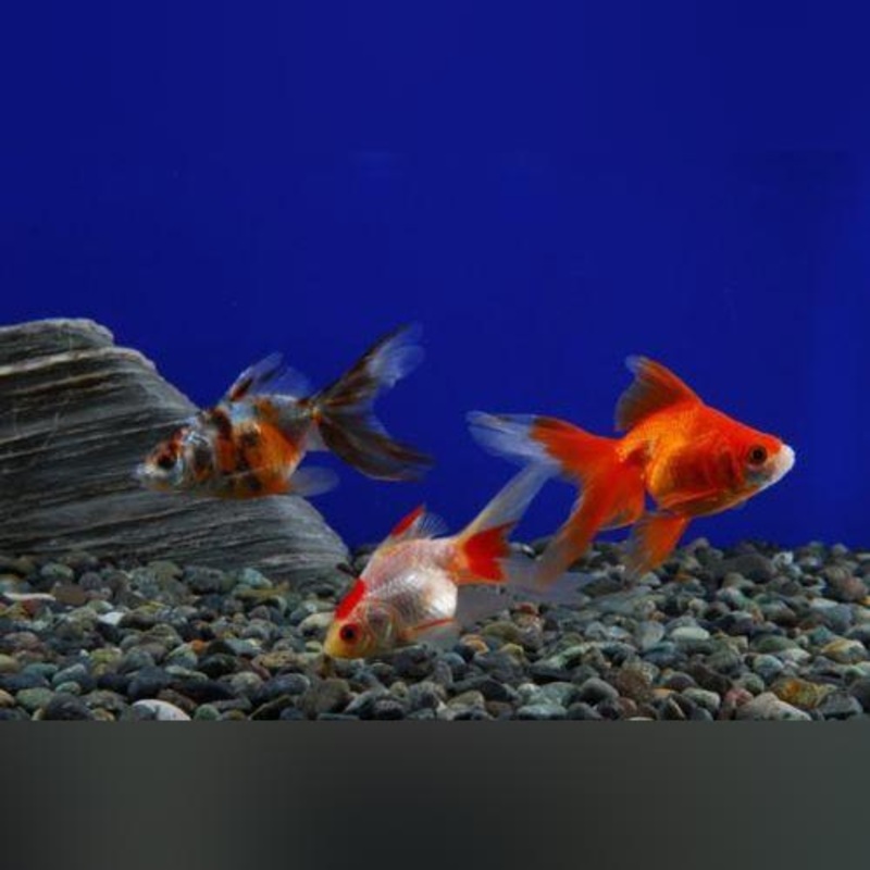 Red Fantail Goldfish