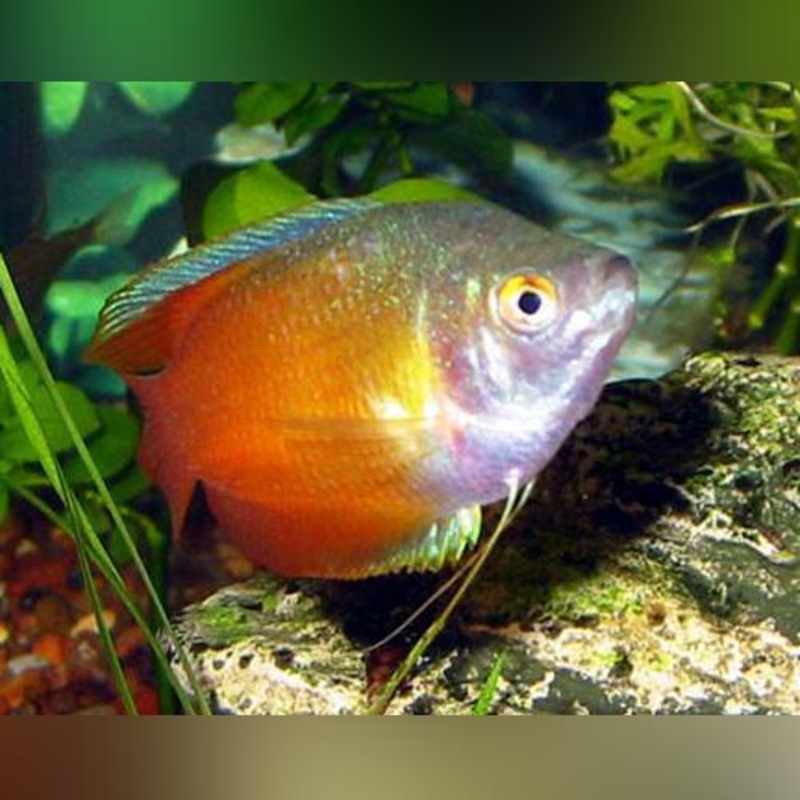Red Flame Dwarf Gourami