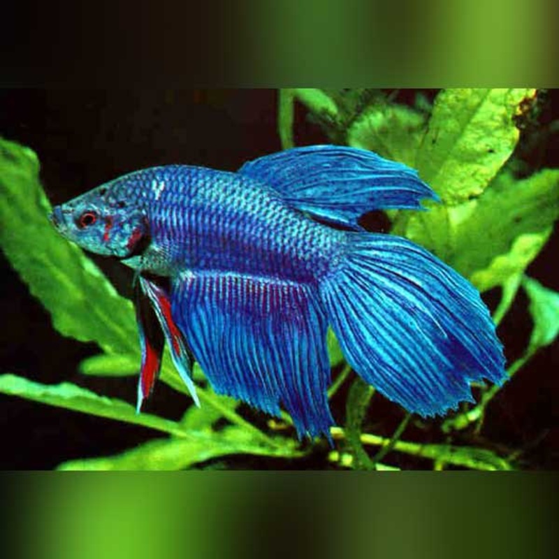 Show Betta Male
