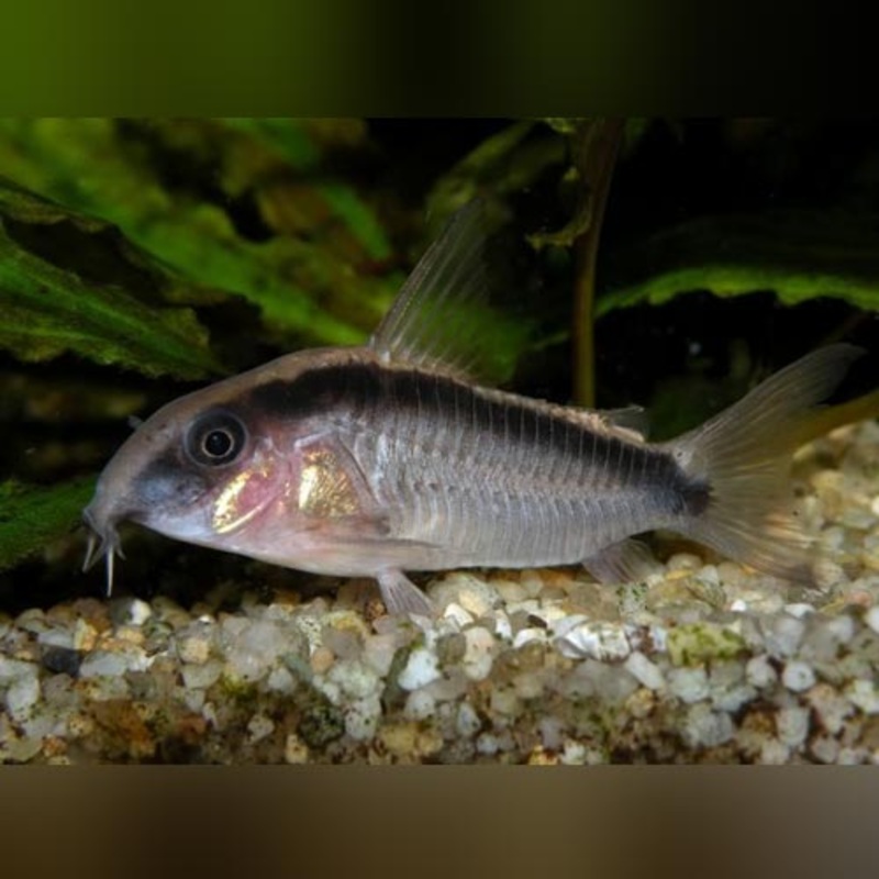 Skunk Cory
