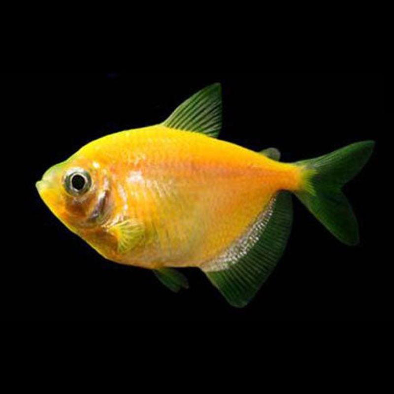 Sunburst Orange GloFish Tetra