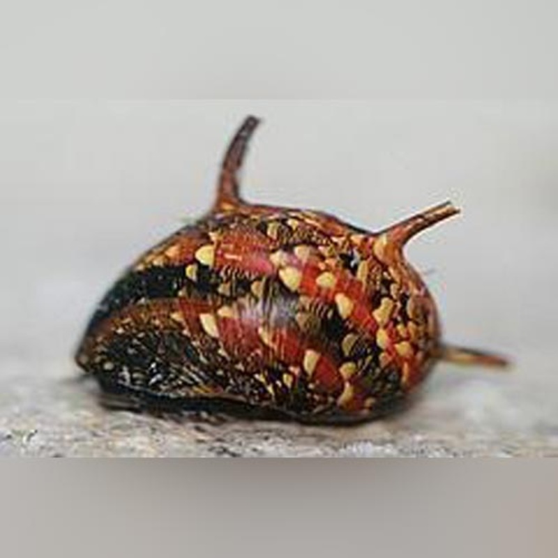 Thorny Tricolor Snail