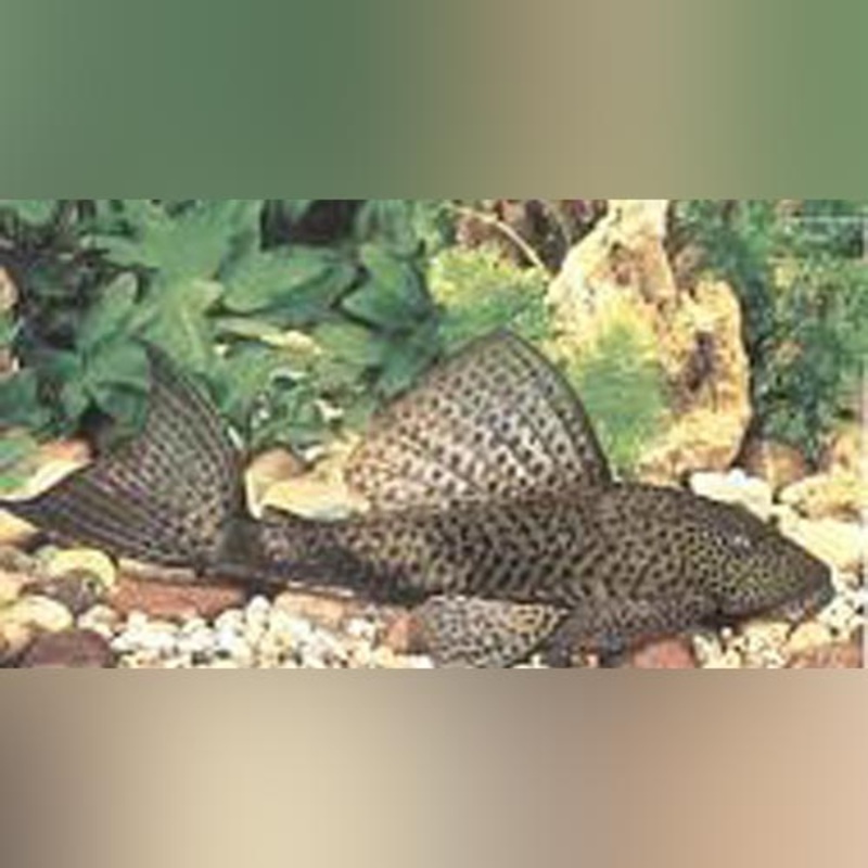 Trinidad Pleco