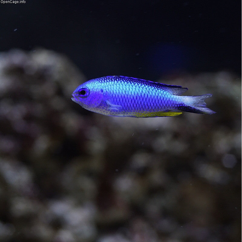 Allen's Damselfish