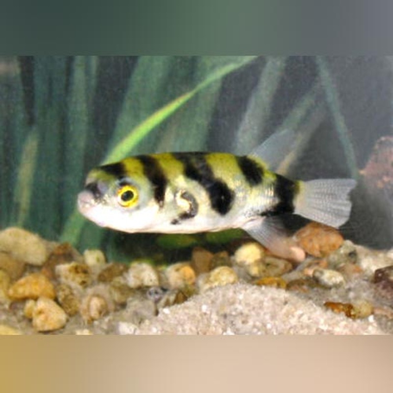 Amazon Puffer Fish