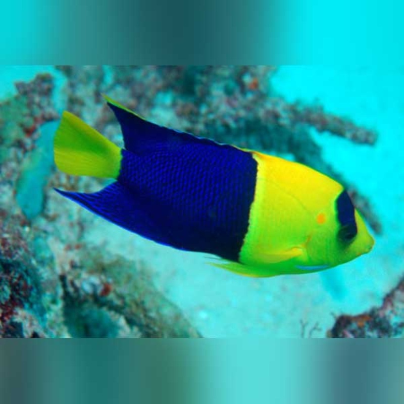 Bicolor Angelfish