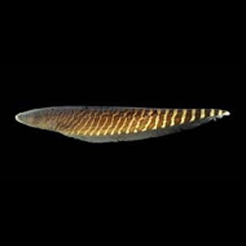 Carapo Banded Knifefish