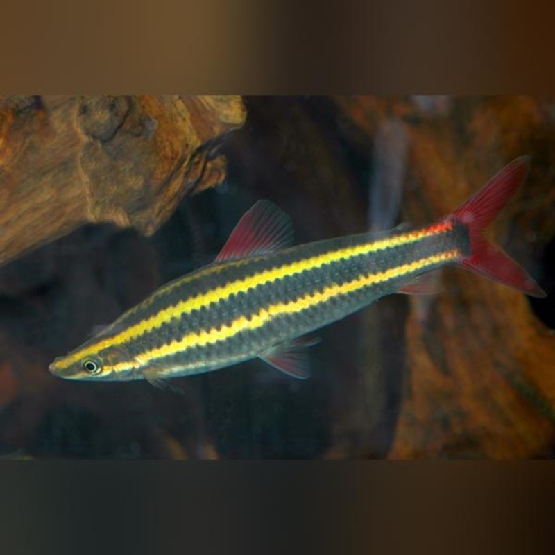Cigar Fish