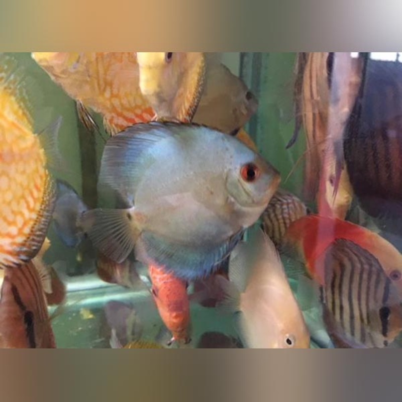 Diamond Blue Discus
