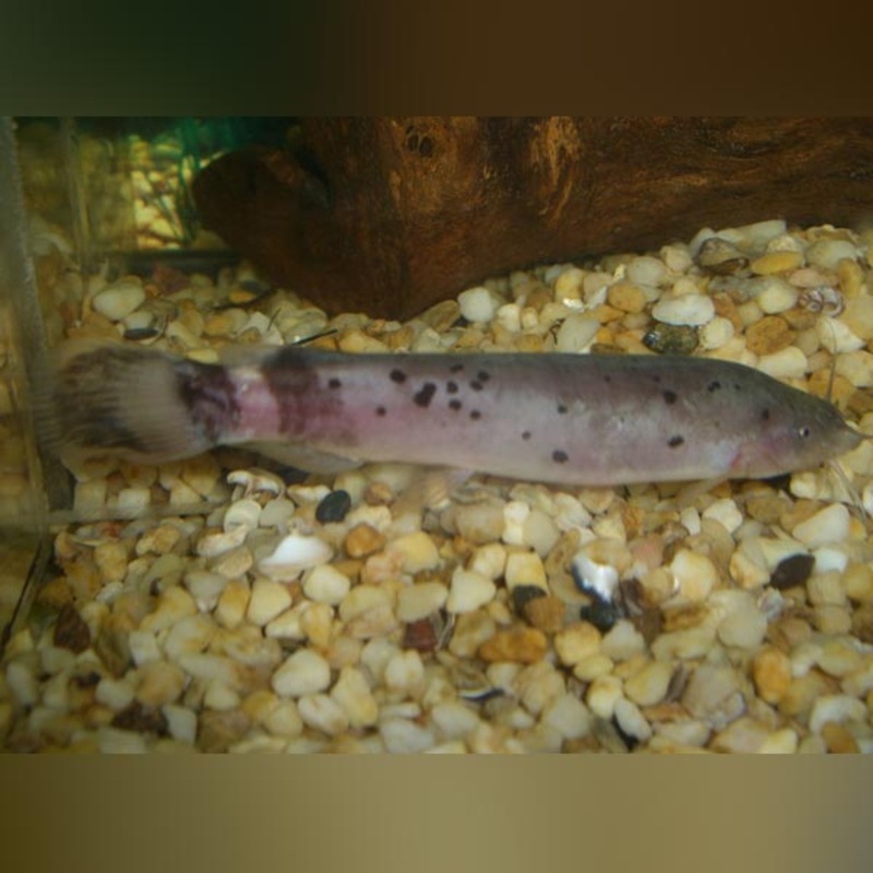Electric Catfish
