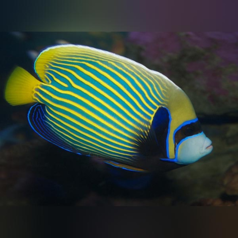 Emperor Angelfish (Adult)