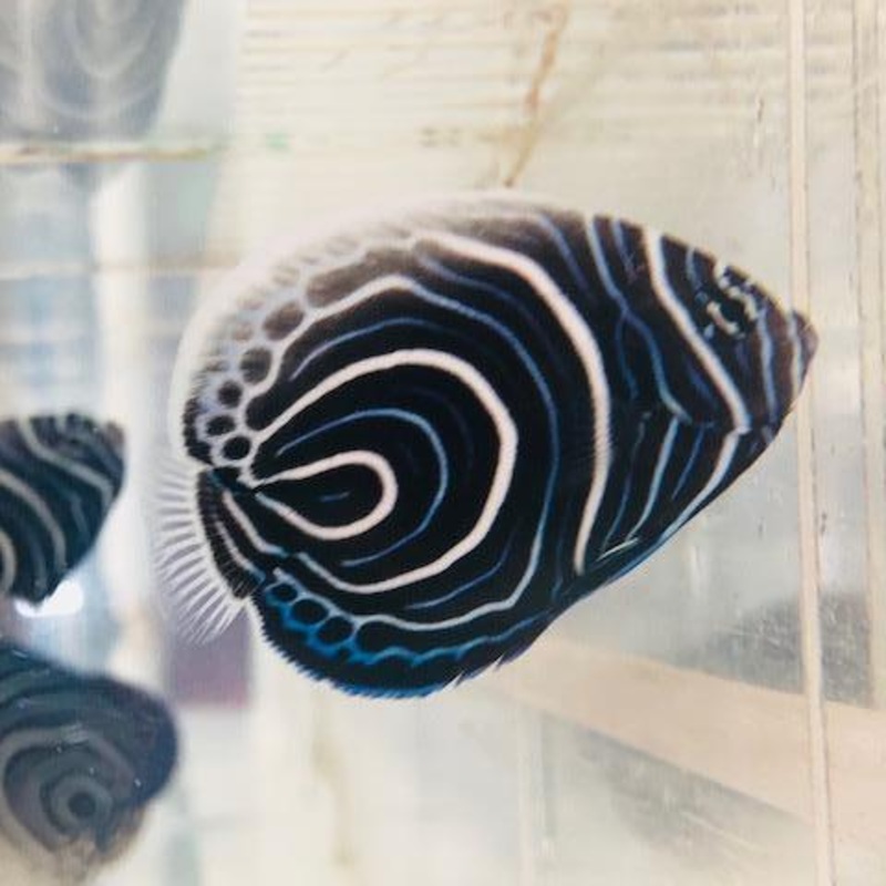 Emperor Angelfish (Juvenile)