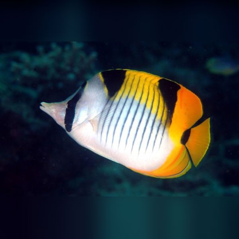 Falcula Butterflyfish