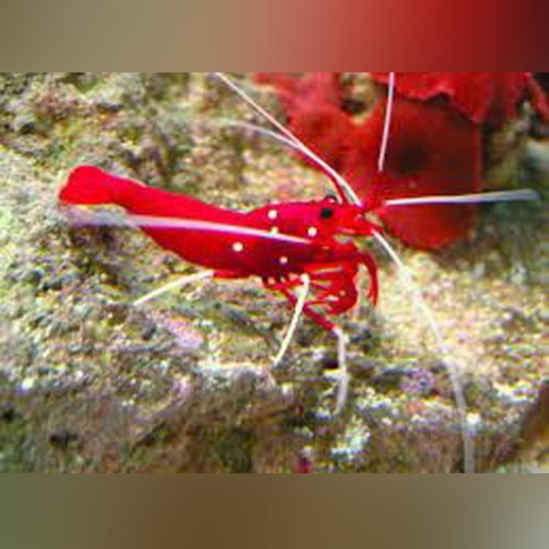 Fire Red Shrimp