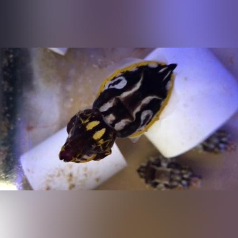 Flamboyant Cuttlefish