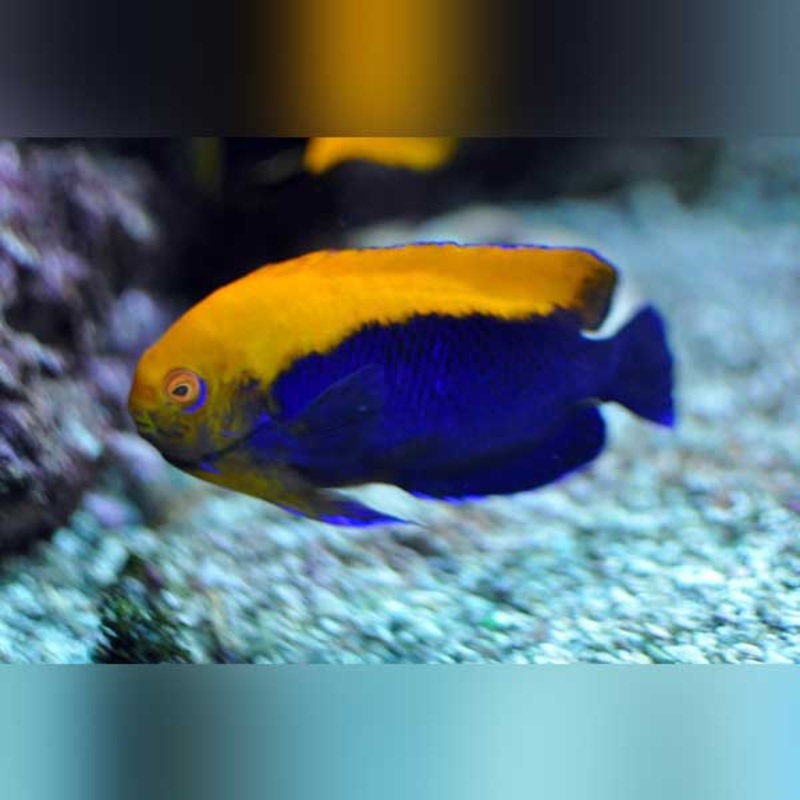 Flameback Angelfish