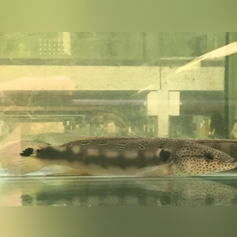 Freckle Face Pike Cichlid