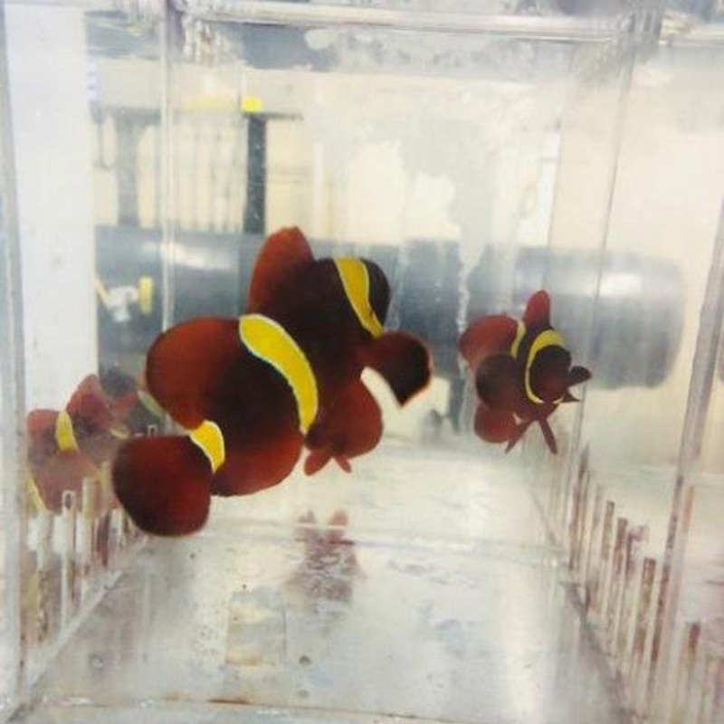 Gold Maroon Clownfish