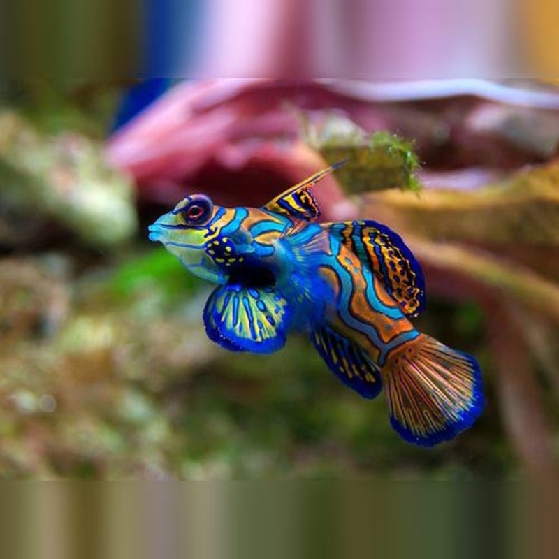 Green Mandarin Goby