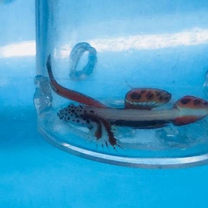 Griessingei Goby