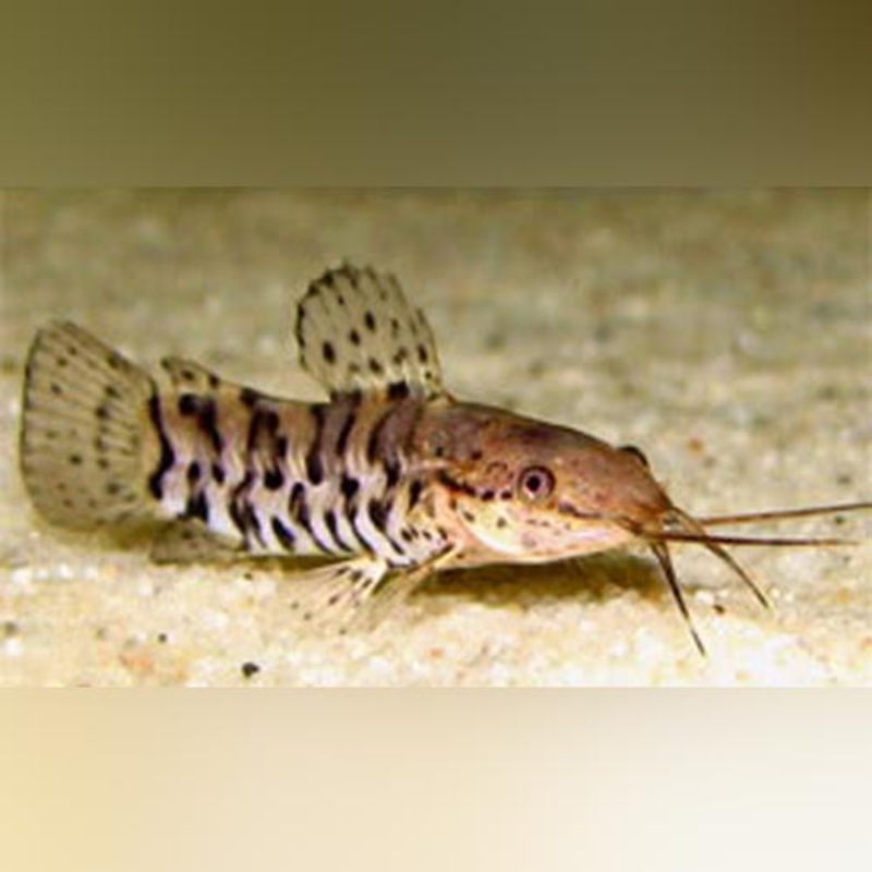 Hoplo Catfish