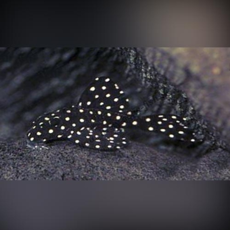 L-201 Snowball Pleco