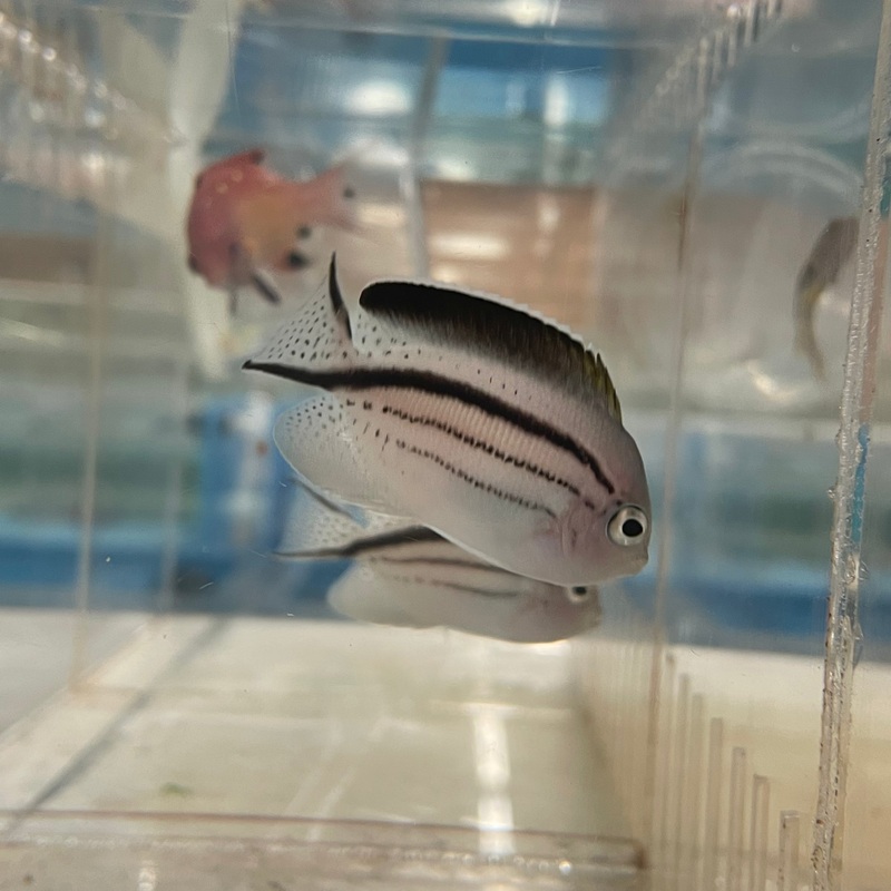 Lamarck's Angelfish