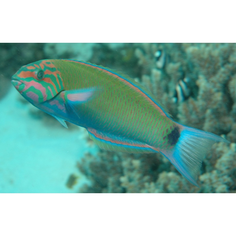 Lunare Wrasse