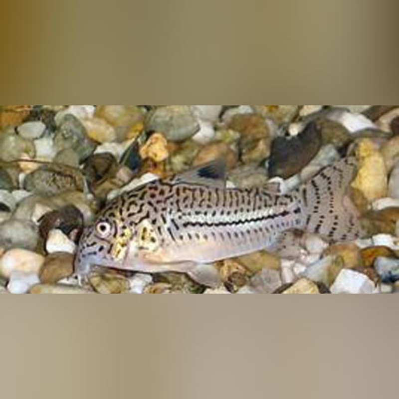 Nanus Cory