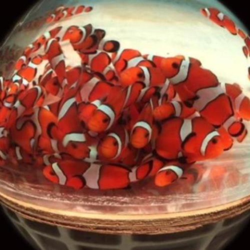 Ocellaris Clownfish