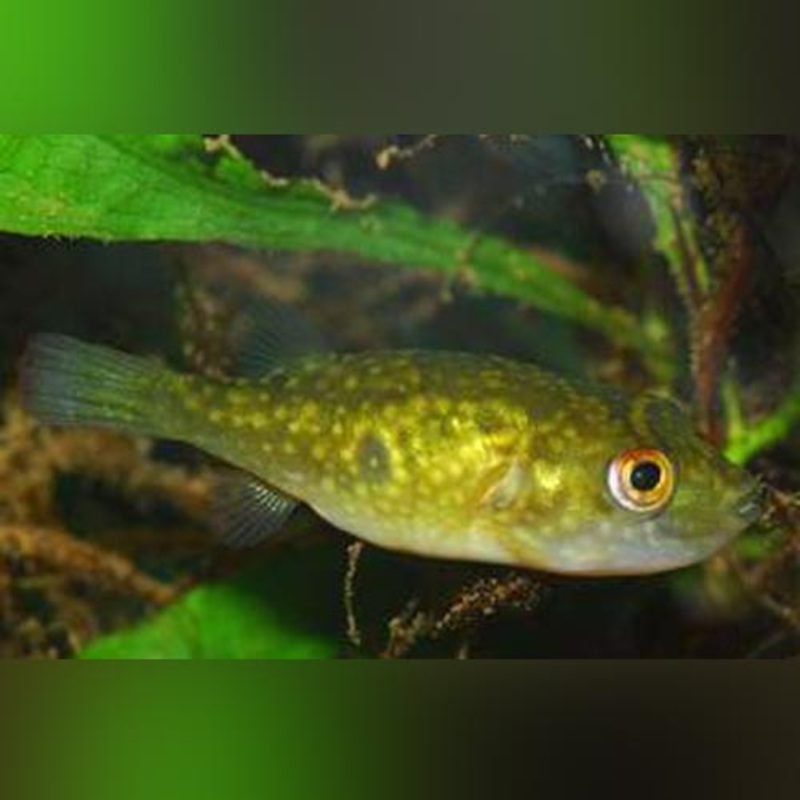 Ocellated Puffer