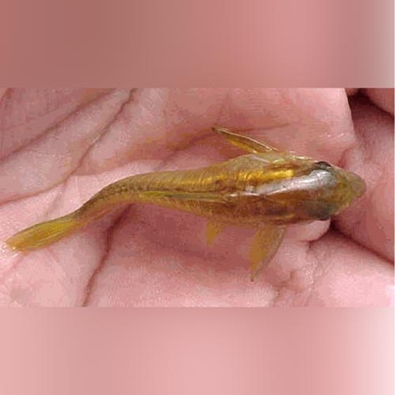 Orange Laser Cory