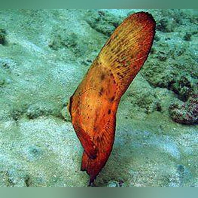 Orbicular Batfish
