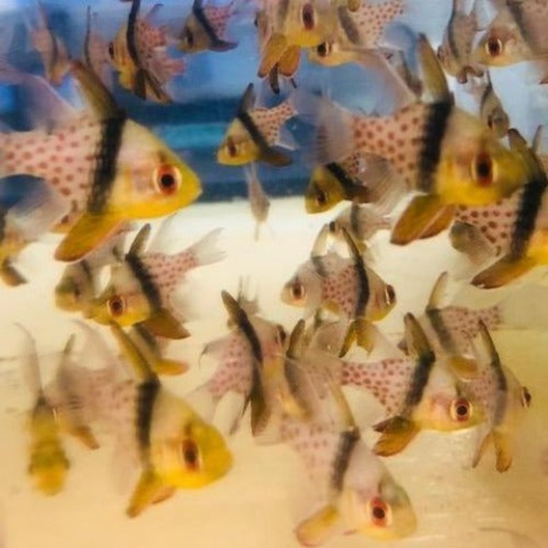 Pajama Cardinalfish