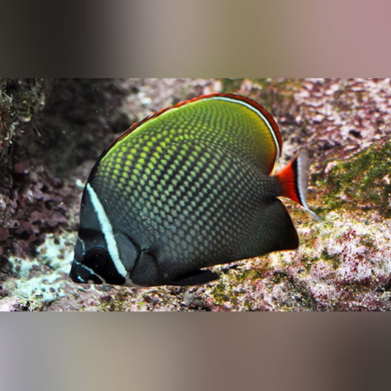 Pakistan Butterflyfish