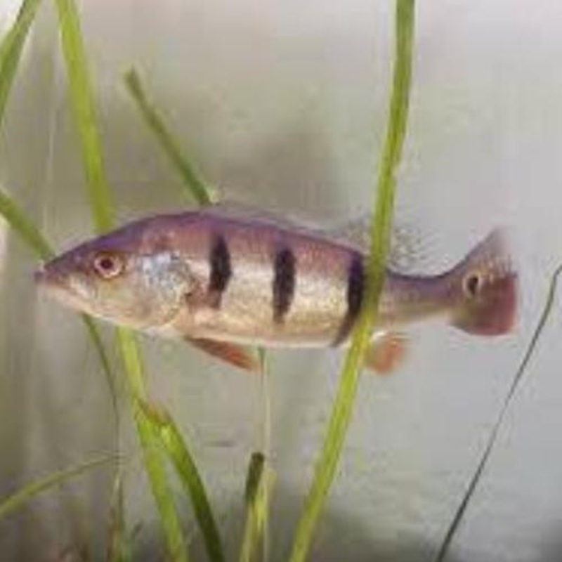 Peacock Bass Orinocensis