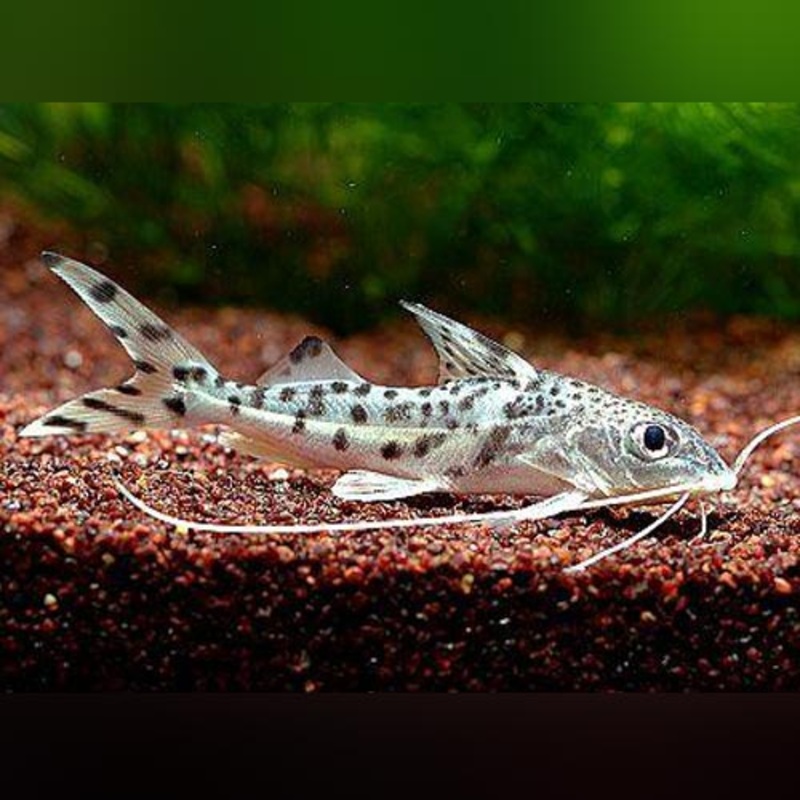 Pictus Angelicus Catfish