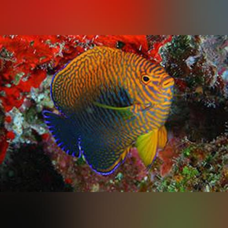 Potter's Angelfish
