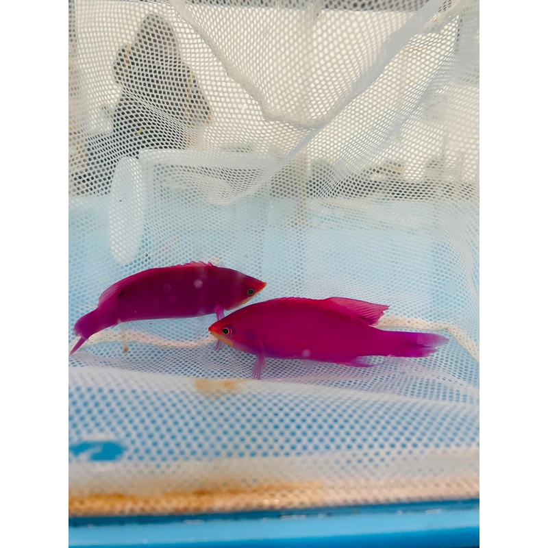 Purple Queen Anthias