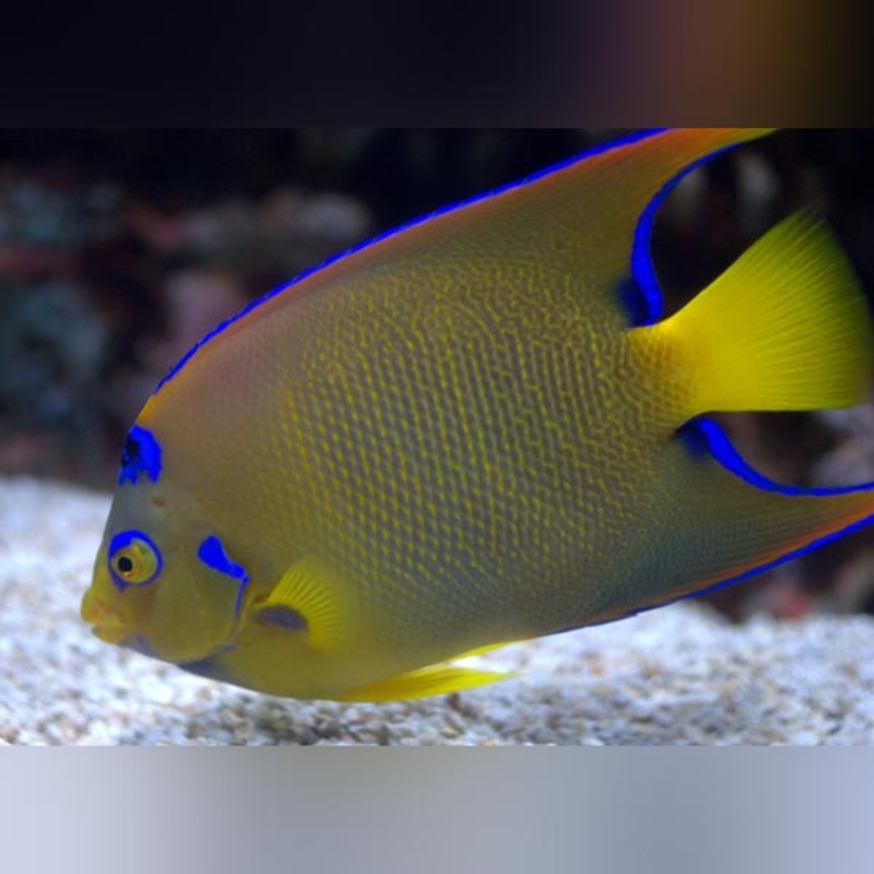 Queen Angelfish
