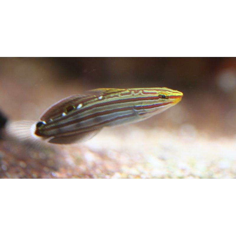 Rainfordi Goby