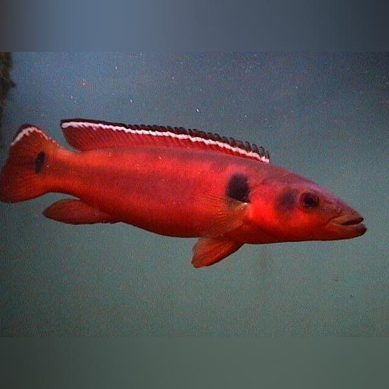 Red Atabapo Pike Cichlid Male