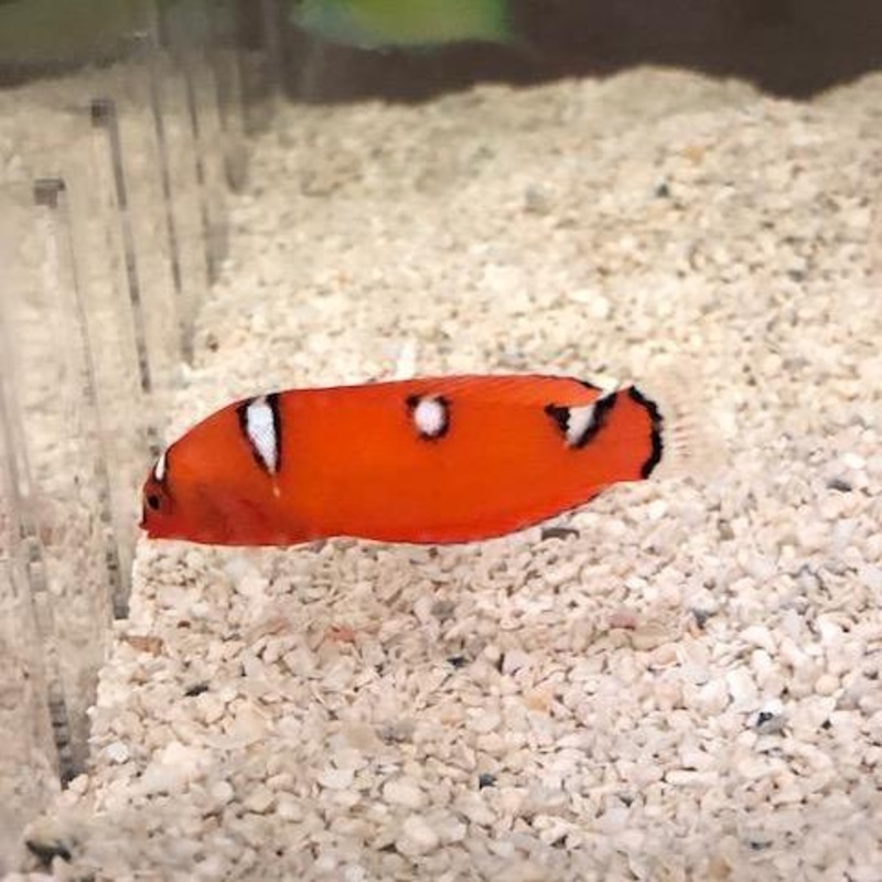 Red Coris Wrasse Juvenile
