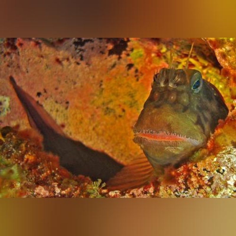 Red Lip Blenny