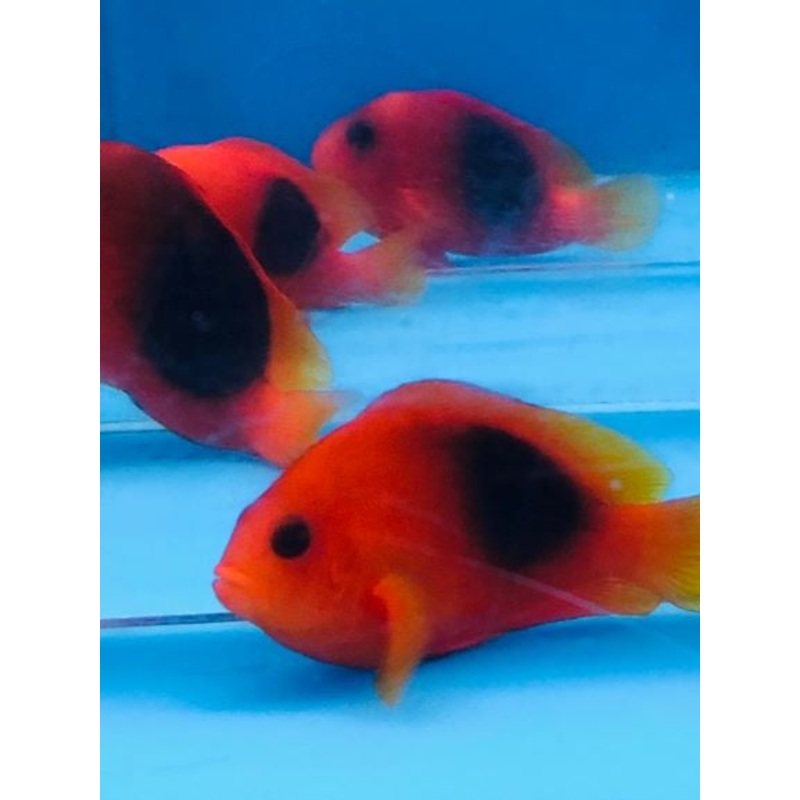 Red Saddle Clownfish