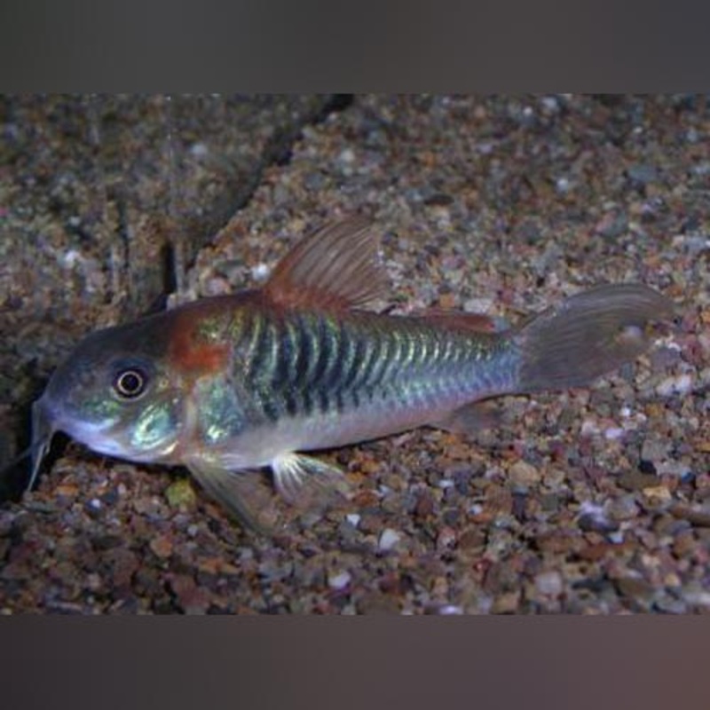 Red Venezuelan Sailfin Cory