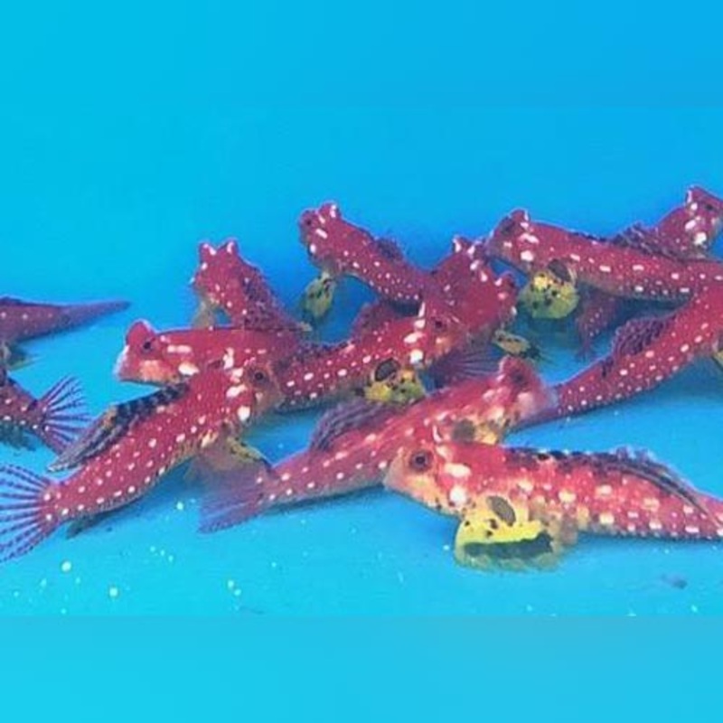 Red Wine Dragonet Blenny