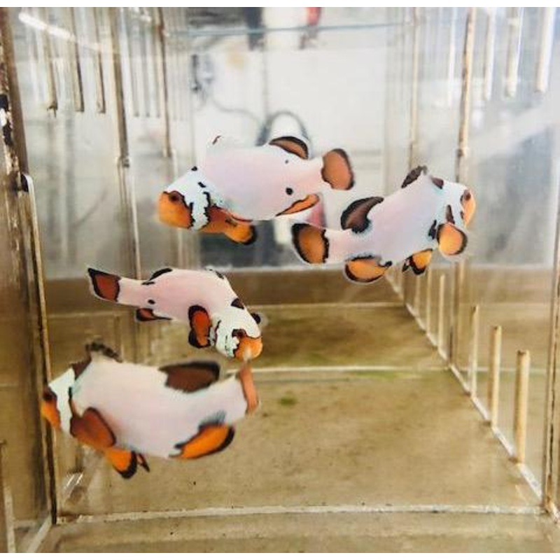 Snow Onyx Clownfish