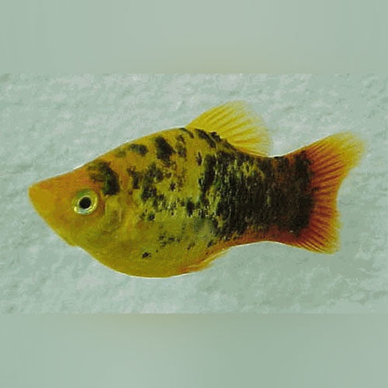 Spotted Dawn Platy