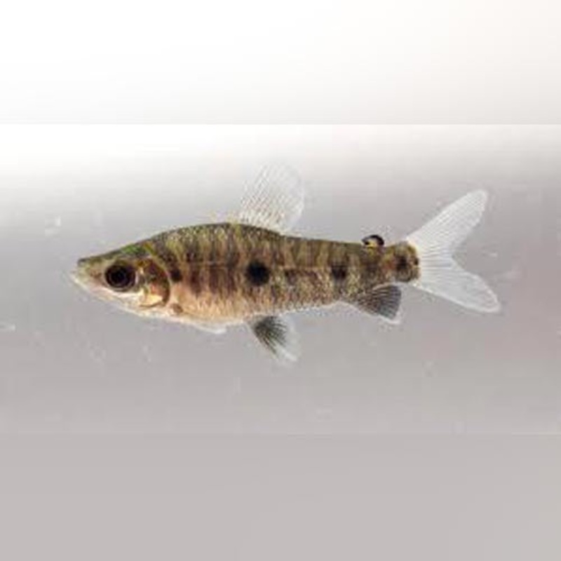 Three Spot Leporinus